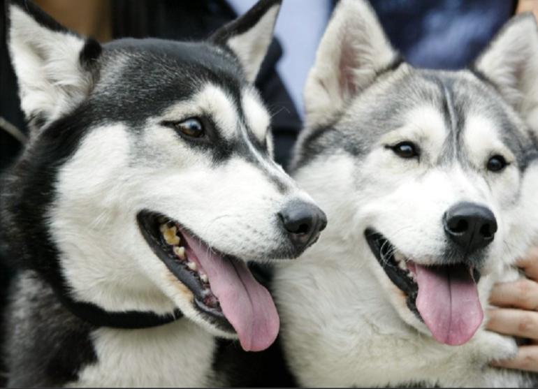 哈士奇的铲屎官,哈士奇幼犬有多蠢