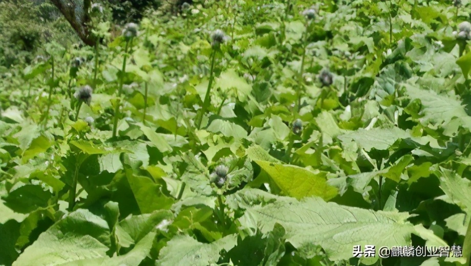 农村种植致富项目中药材,中药材种植成百姓致富良方