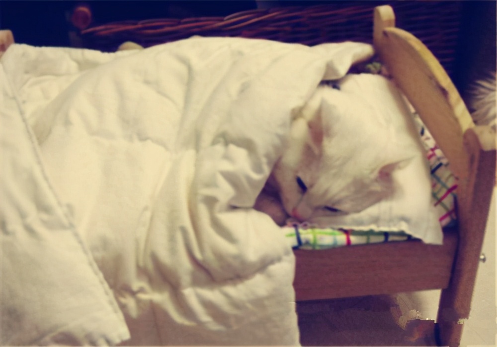 怎样训练猫咪去猫窝睡觉,猫咪往被子里钻