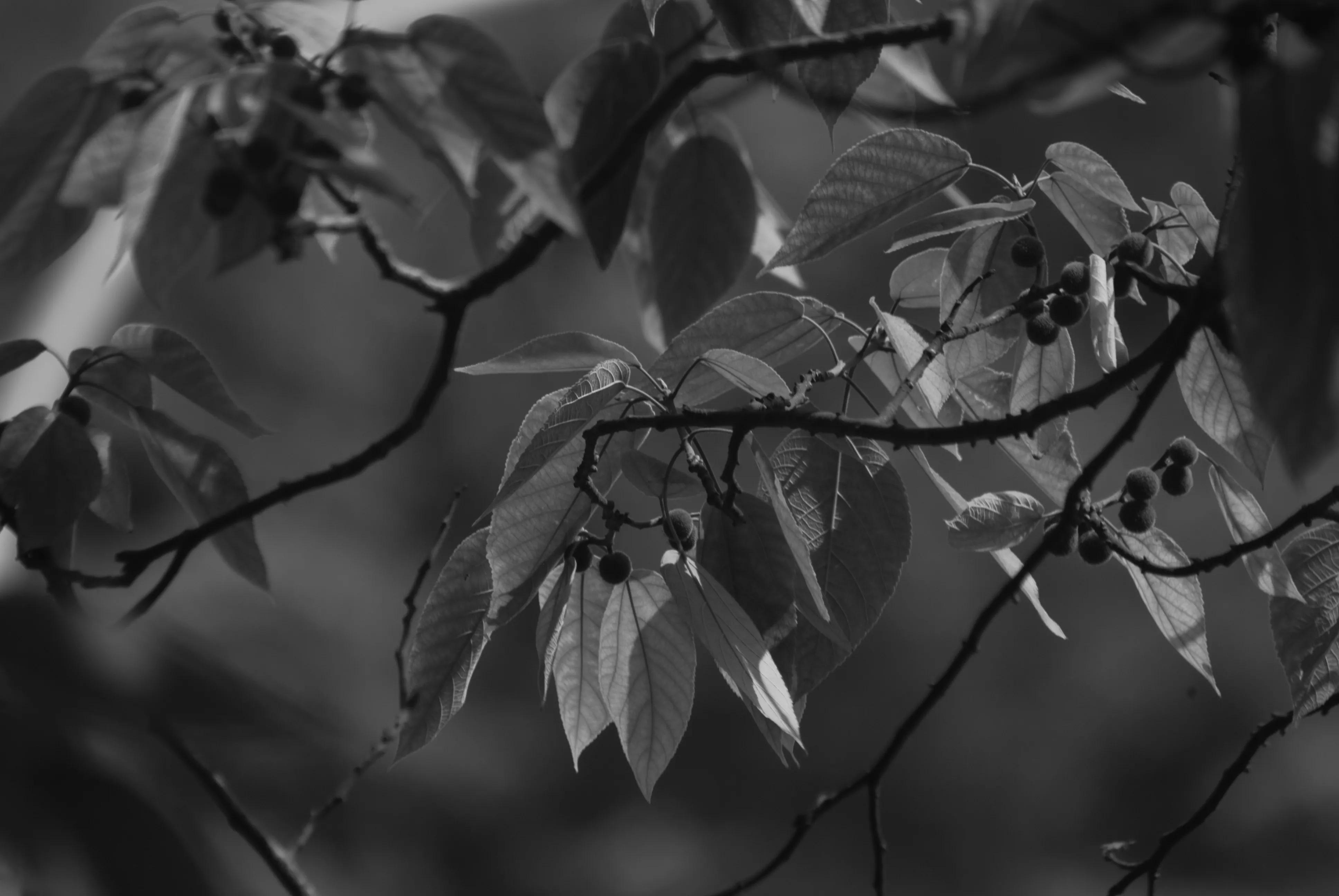 1000元二手全画幅单反相机推荐,2022最建议买的二手单反相机