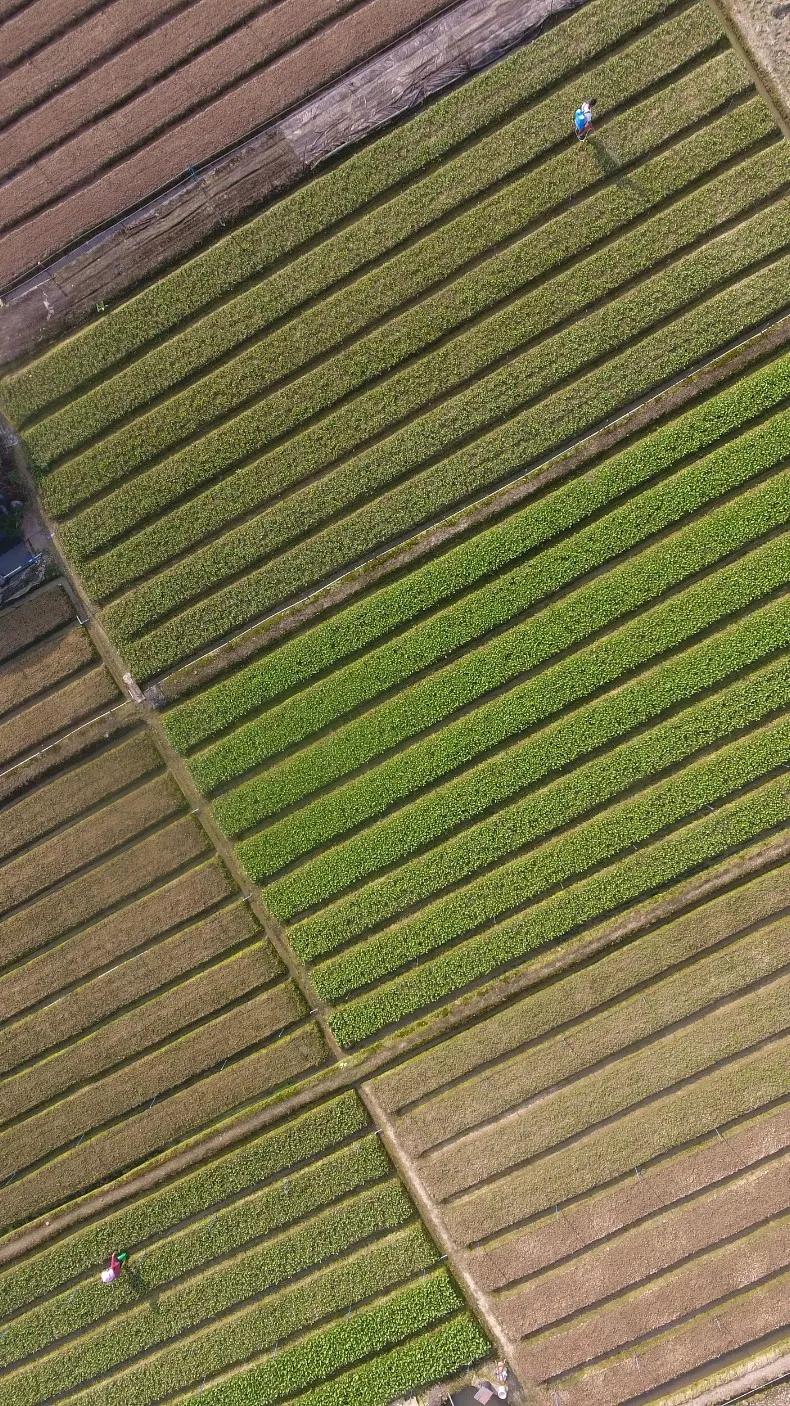 南北相济，中国580多个“菜篮子”是如何炼成的？