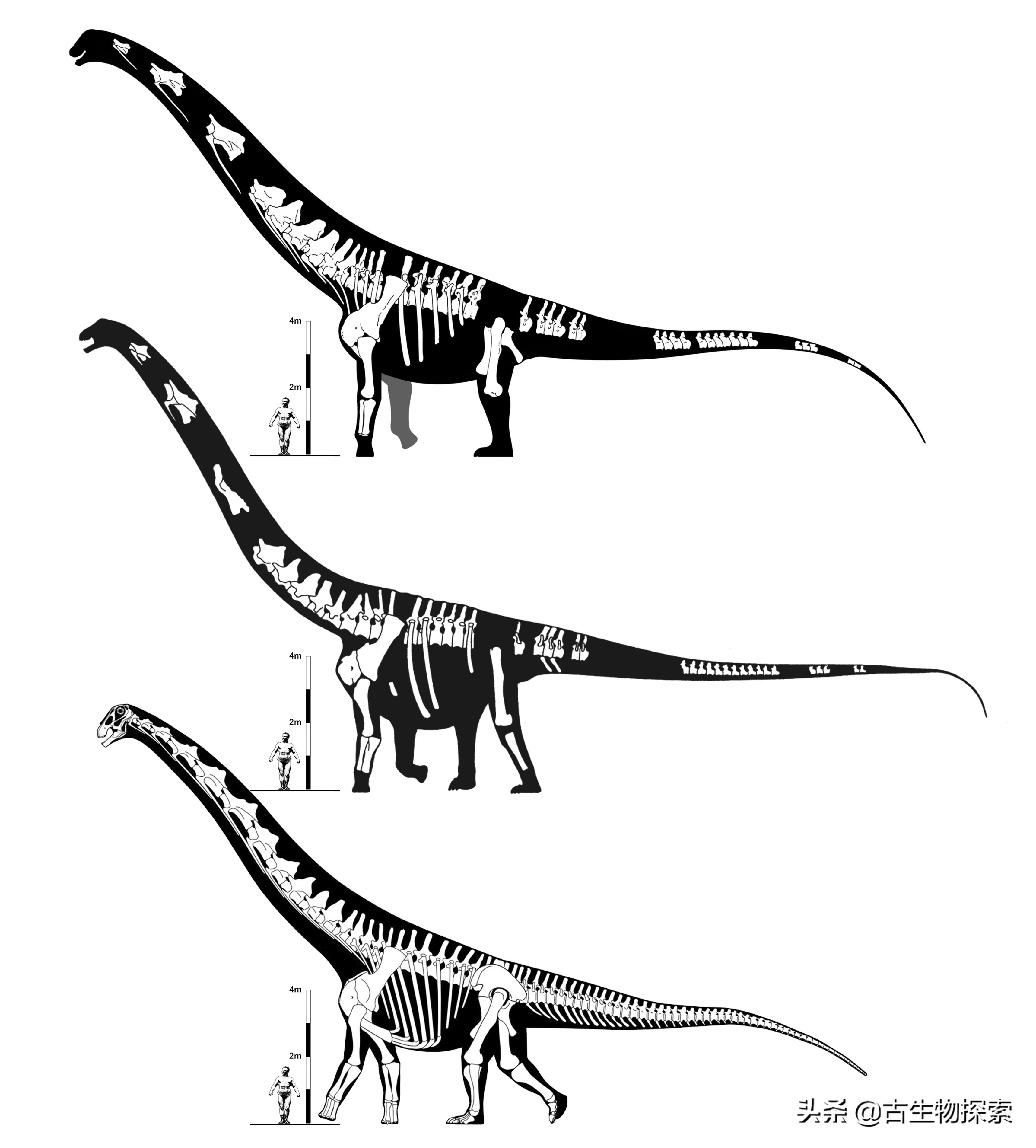 巴塔哥泰坦龙完整化石,巴塔哥泰坦龙进化史