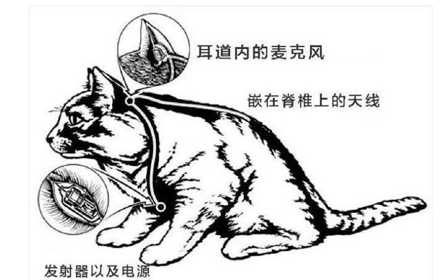 各国秘密间谍行动,各国间谍战有多凶险