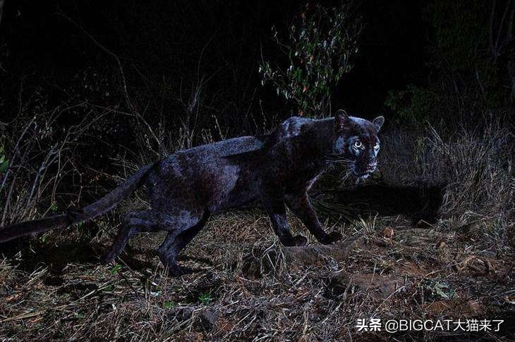 黑豹是哪个国家猫科动物,黑豹动物是哪个品种的豹子