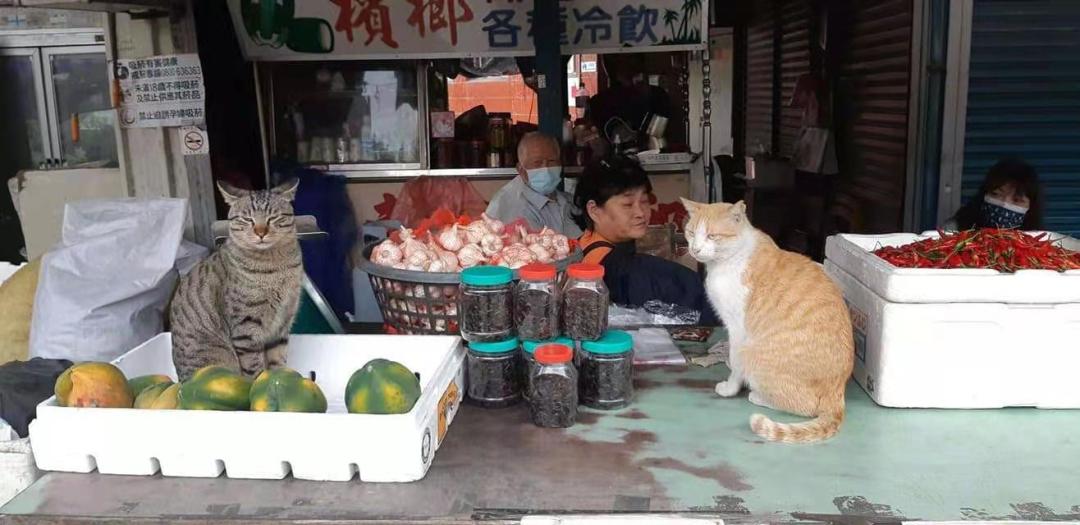 全网都以为复旦大学的猫被偷了，几天后…气得想骂猫