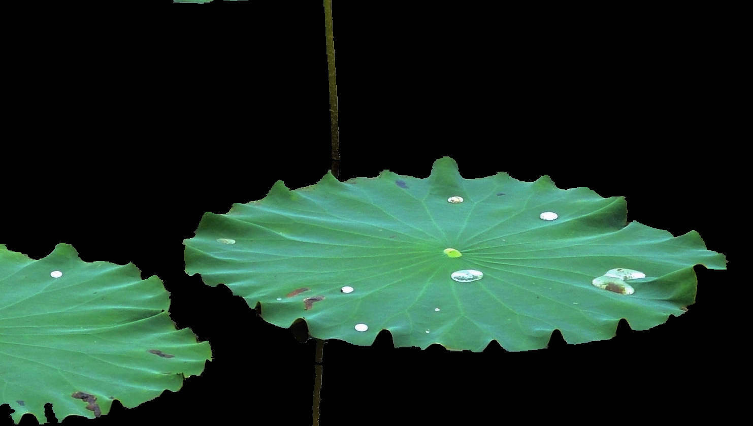 冥想的含义和意义究竟是什么？