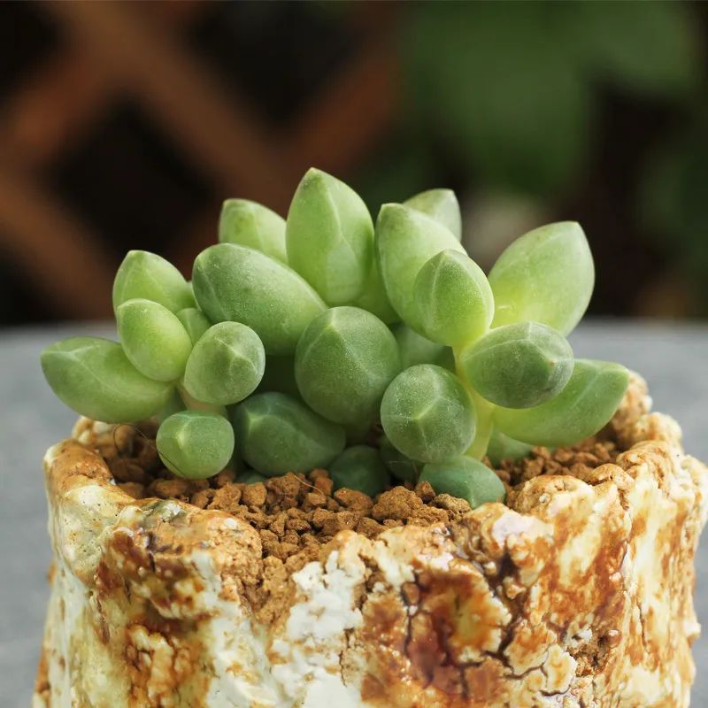 有暗纹的多肉有哪些,暗纹系多肉有哪些