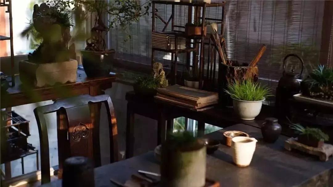 小苔藓最佳治疗方法,小型苔藓微景观怎么养