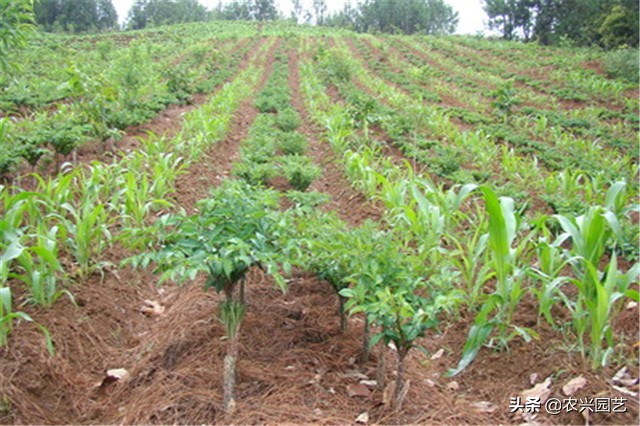 高产魔芋普通魔芋有什么不同,魔芋怎么种植才能高产