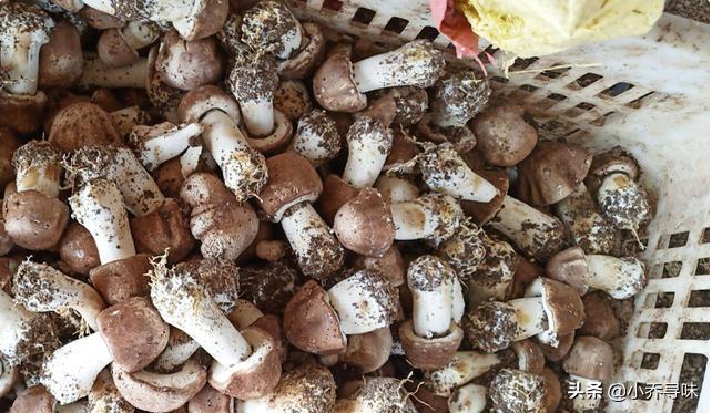 采收期长达180天,如今售价高达100元1斤,消费者:真便宜