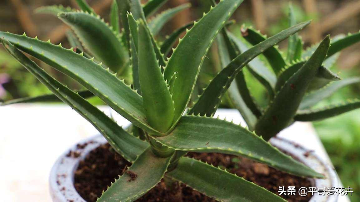如何让绿萝1星期内死亡,家里芦荟根死怎么救活