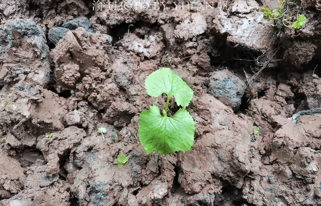 批发各种蔬菜苗苦瓜苗 (西瓜苦瓜丝瓜黄瓜甜瓜辣椒苗出售)