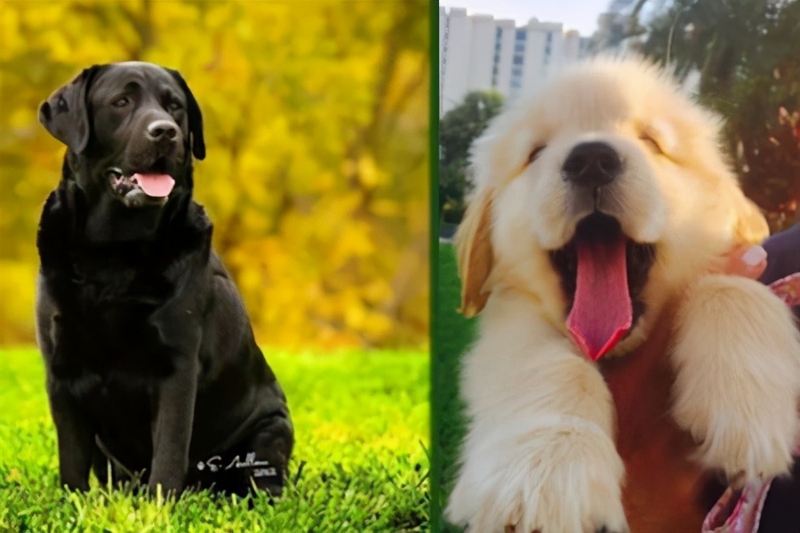 拉布拉多犬和金毛犬哪个最多,拉布拉多犬和金毛犬标准身高