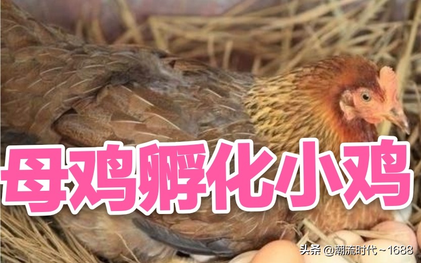 怎么孵化小鸡宝宝,怎么孵化小鸡不用孵化箱和电热毯