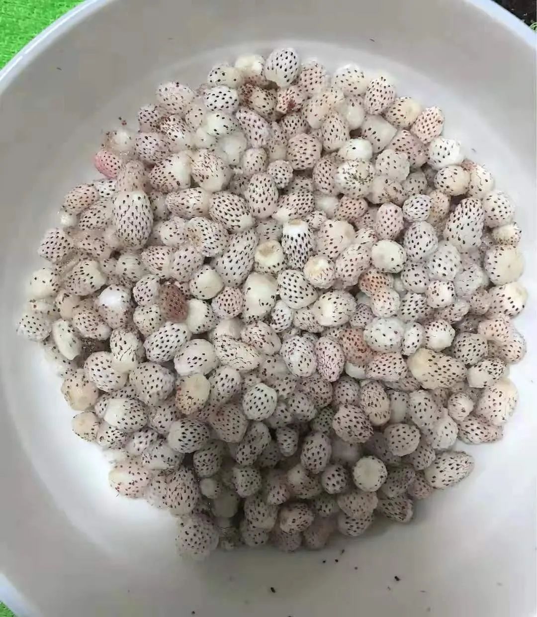 800元一斤的草莓,一斤草莓9.9