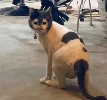 丑猫大赛视频完整版,2020年丑猫大赛看看丑到你了没