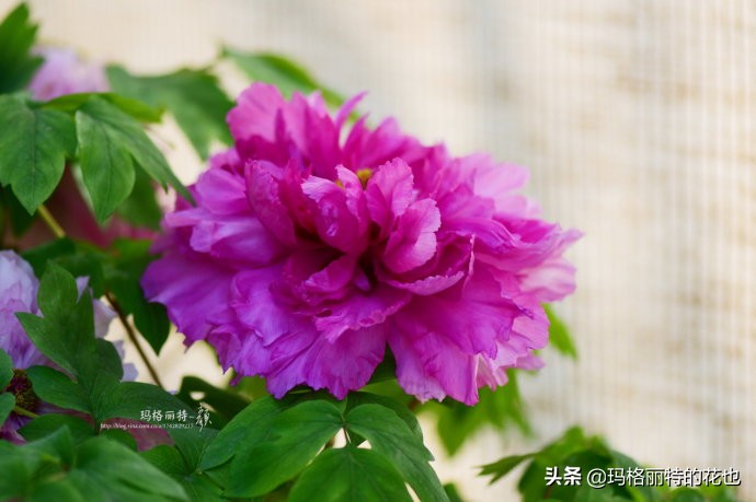 过年买点花,过年了买点什么花草