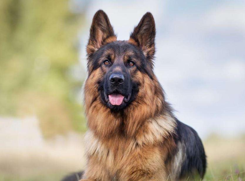 宠物狗寿命排行榜,宠物狗品种大全寿命排名