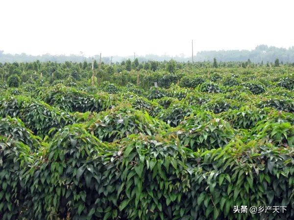 彭掌柜潮汕,革新街彭掌柜