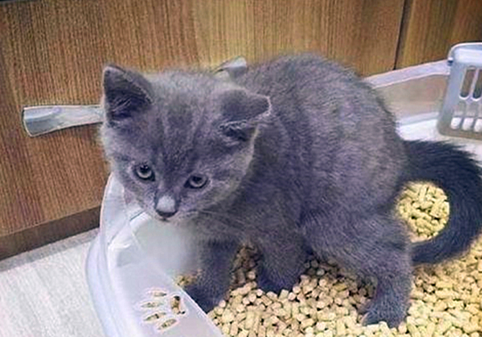 猫咪输尿管堵塞,猫咪尿闭导尿堵塞