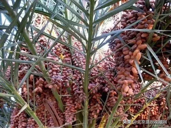 最养人的十种手串品种,最治病的手串