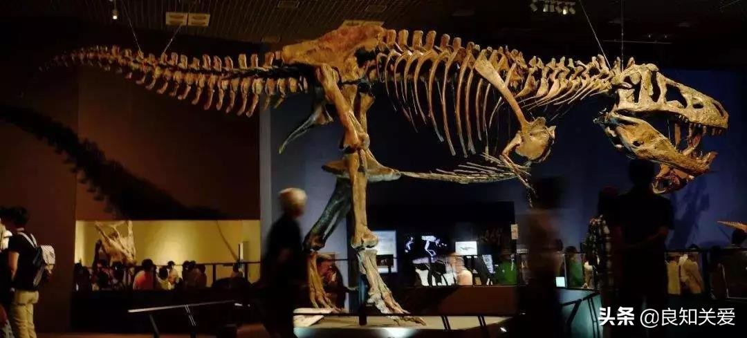 怎样练股四头肌保护膝关节,史冬泉医生如何保护膝关节