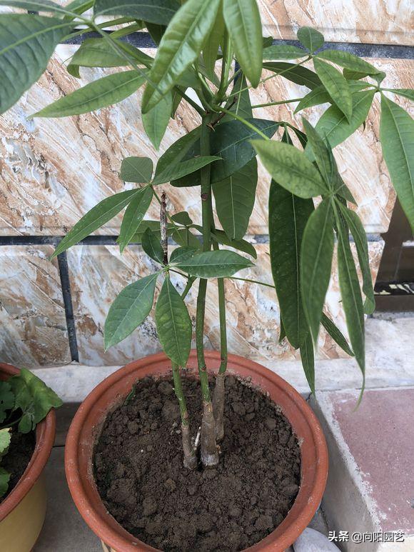 发财树叶子枯黄浇啤酒可以吗,发财树叶子枯黄喷洒啤酒加烟