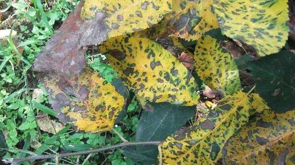 苹果树褐斑病的最佳治疗方法,如何预防和治疗苹果褐斑病