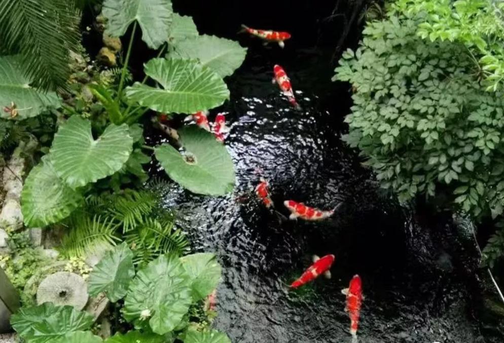 平!安!夜!关于硝化细菌最详细的贴子,需要你来点赞!