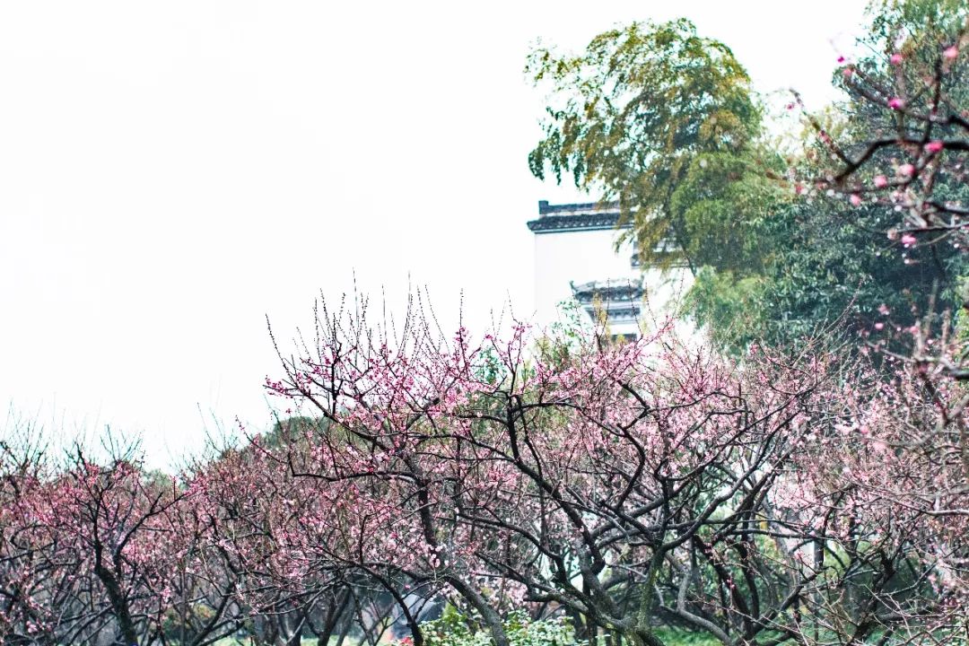 杭州孤山梅园图片,杭州赏梅园