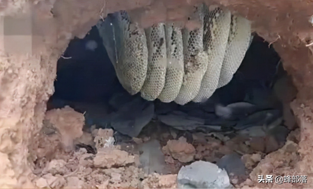 蜜蜂的天敌胡蜂又名马蜂,为什么蚂蜂是蜜蜂的天敌