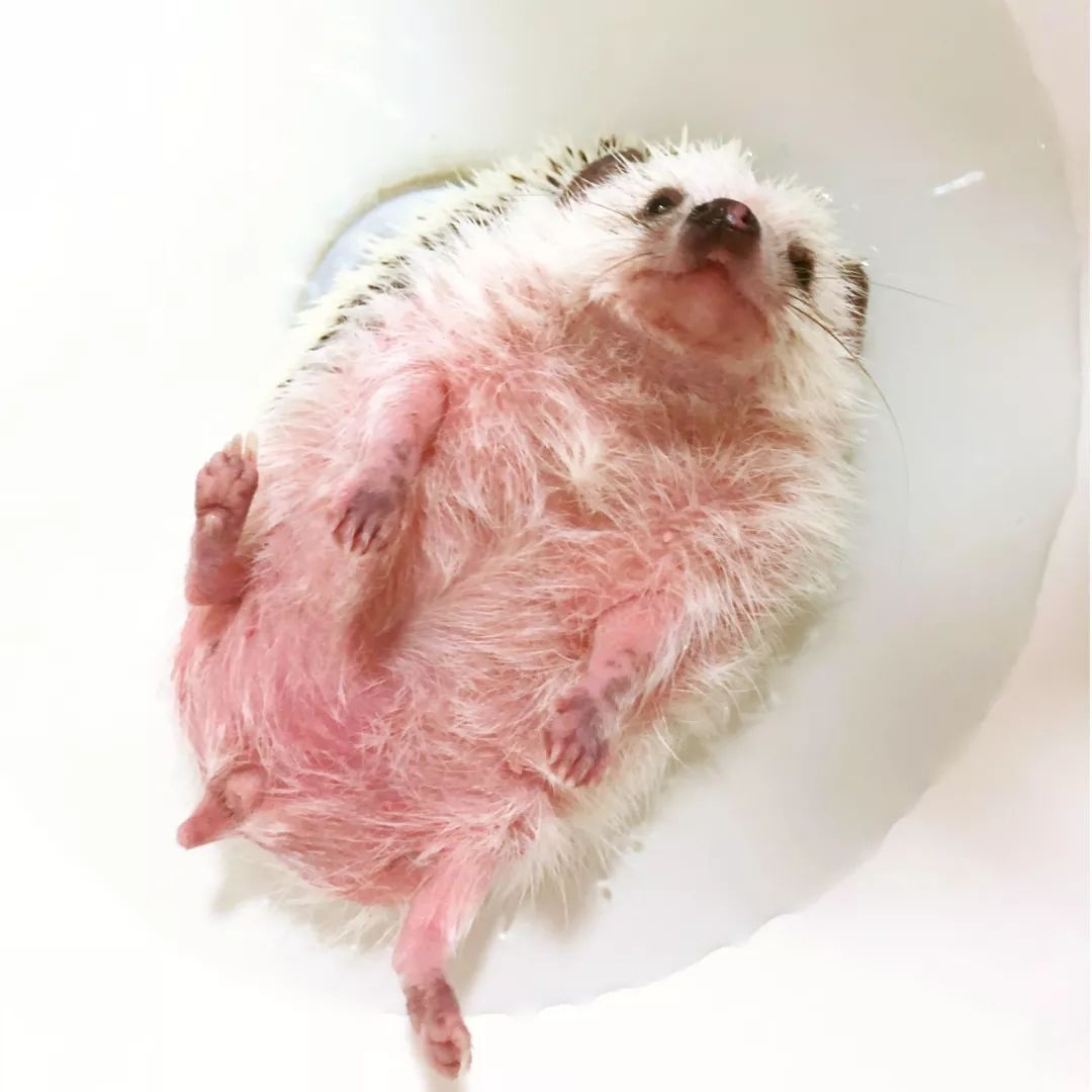 一只鸭子一万五元,一只鸭子一万多