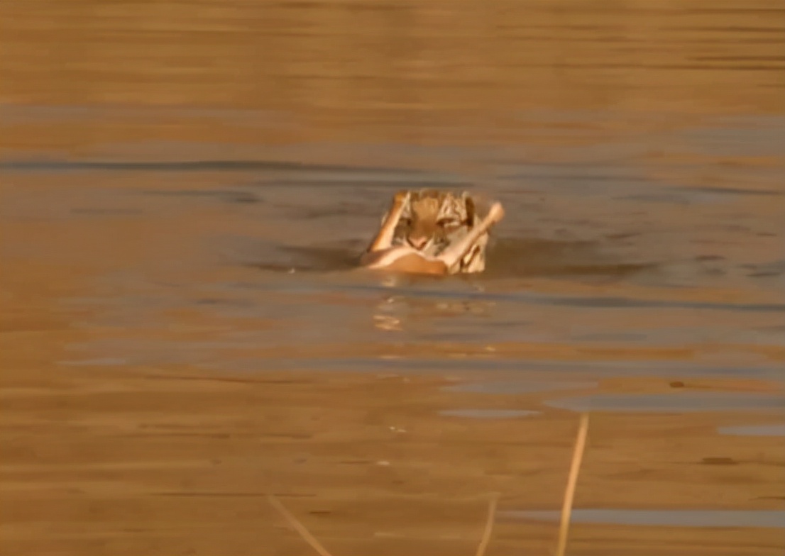 科学家把两头老虎运到非洲，这样的入侵，狮子还能保住地位吗？