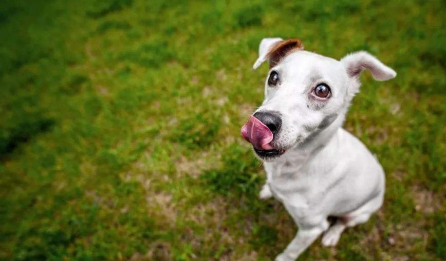 如何才能让狗狗迅速变乖,怎样让自己的狗狗很聪明很听话