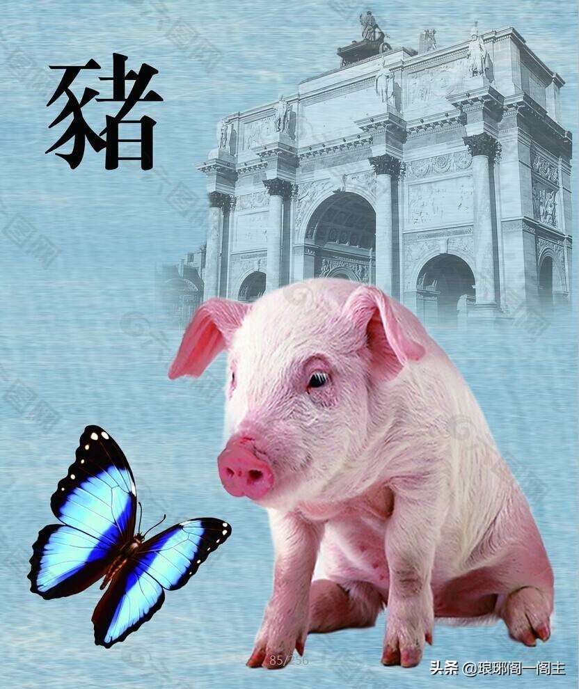 十二生肖猪的由来,十二生肖的猪和鸡合吗