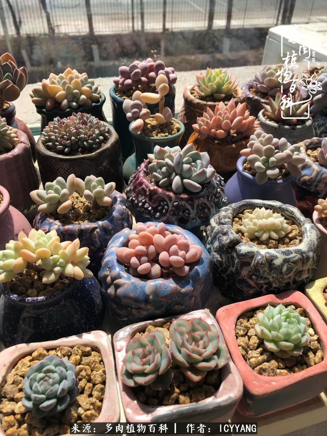 多肉隔着玻璃晒太阳效果好吗,隔着玻璃养的多肉照样长得好