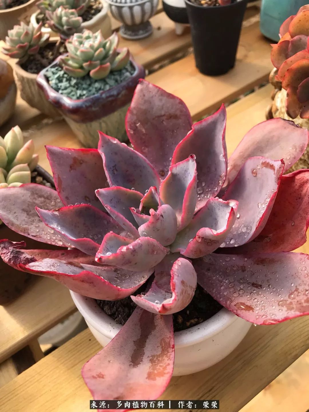 我在包邮区养肉，附多肉越冬度夏养护建议！