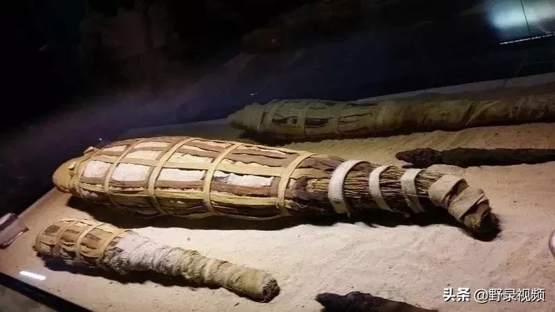 把非洲鳄界扛把子当宠物养是一种怎样的体验？