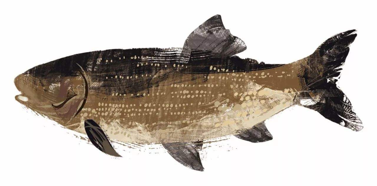 鳙鱼怎样吃食,鳙鱼的生活规律和习性