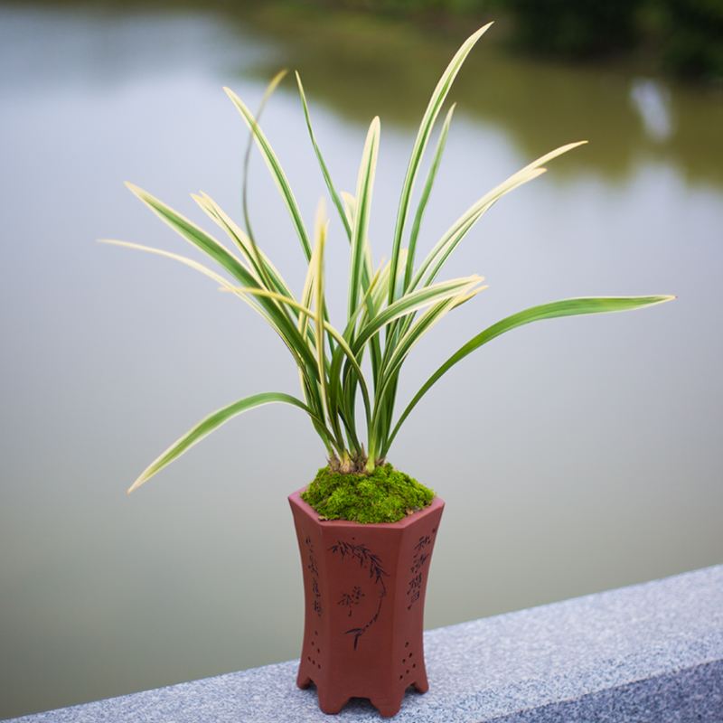 十大天价兰花价格,天价兰花品种及价格