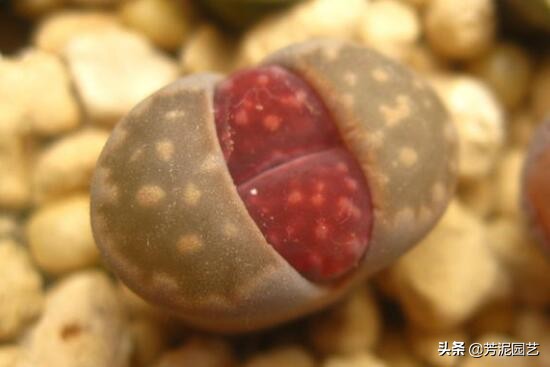 屁股花脱皮怎么处理,屁股花脱皮可以将皮撕掉吗