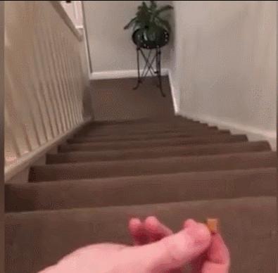 猫咪界干饭王,喵界干饭王