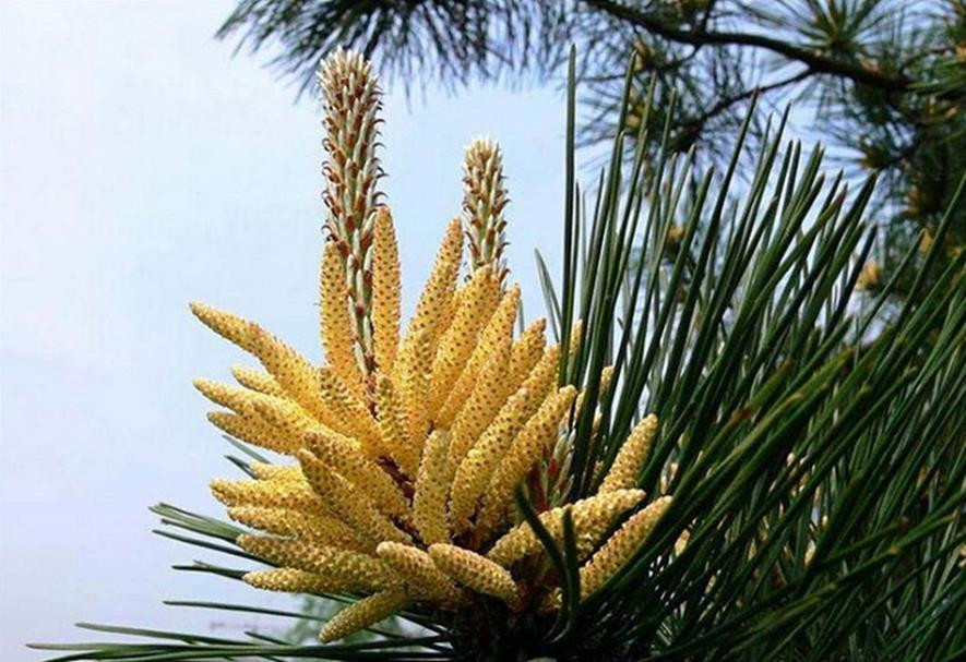 百种味道的果子,百种果实图片