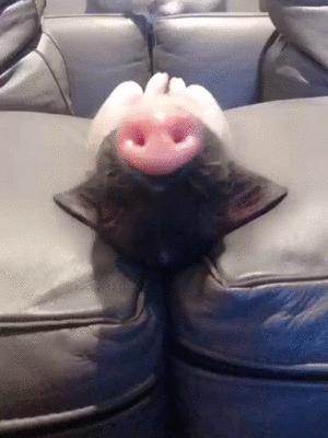 井柏然的家曝光,井柏然的猪