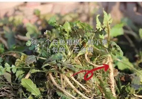 怎么判断荠菜嫩不嫩,如何辨别荠菜视频