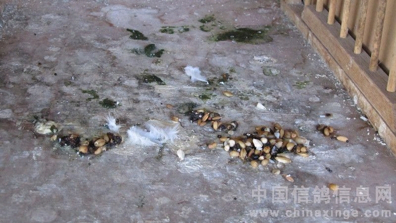 信鸽腺病毒用什么药,信鸽腺病毒后如何快速恢复体能