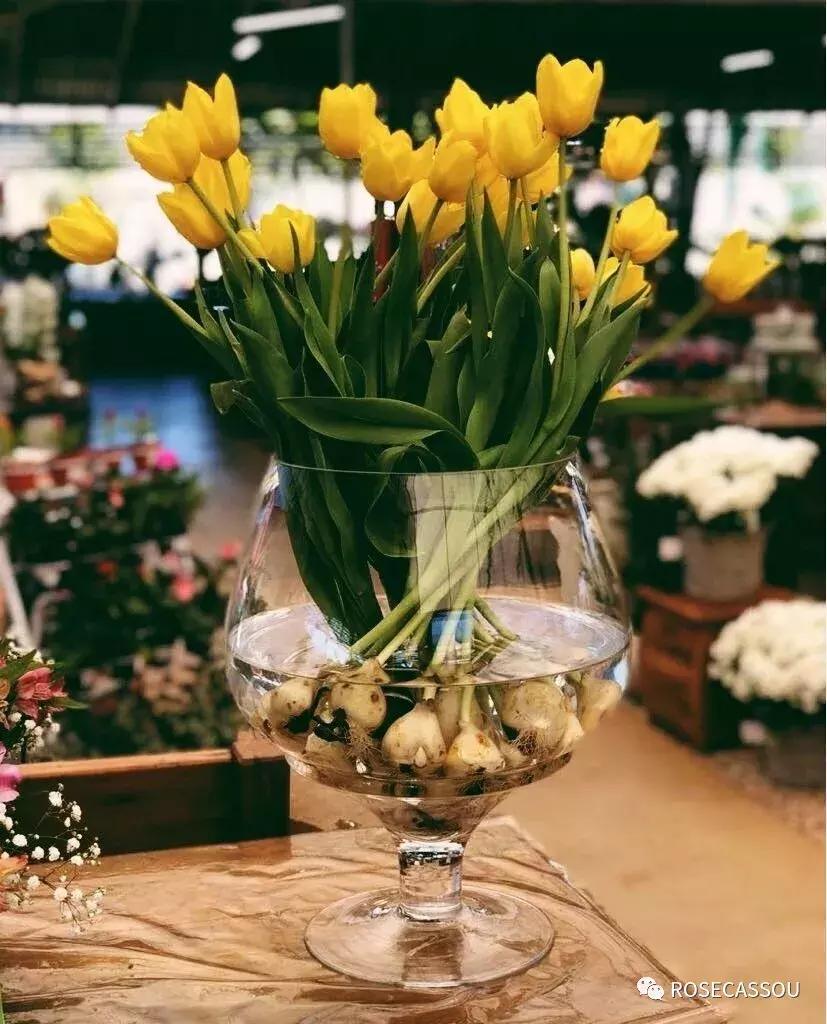 西柚慕斯郁金香花语,蕾丝郁金香花语