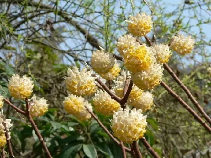 看到花的时候,不知是什么花?那就收下这份百花图谱
