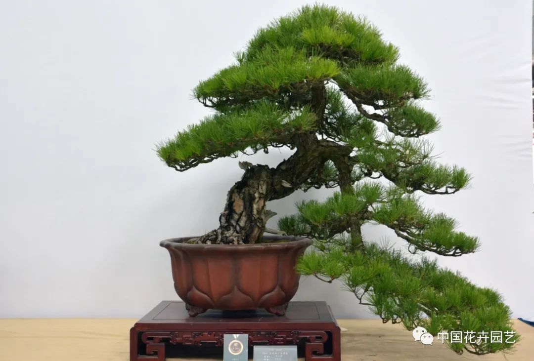 2021第三届中国盆景展,盆景展览会精品展