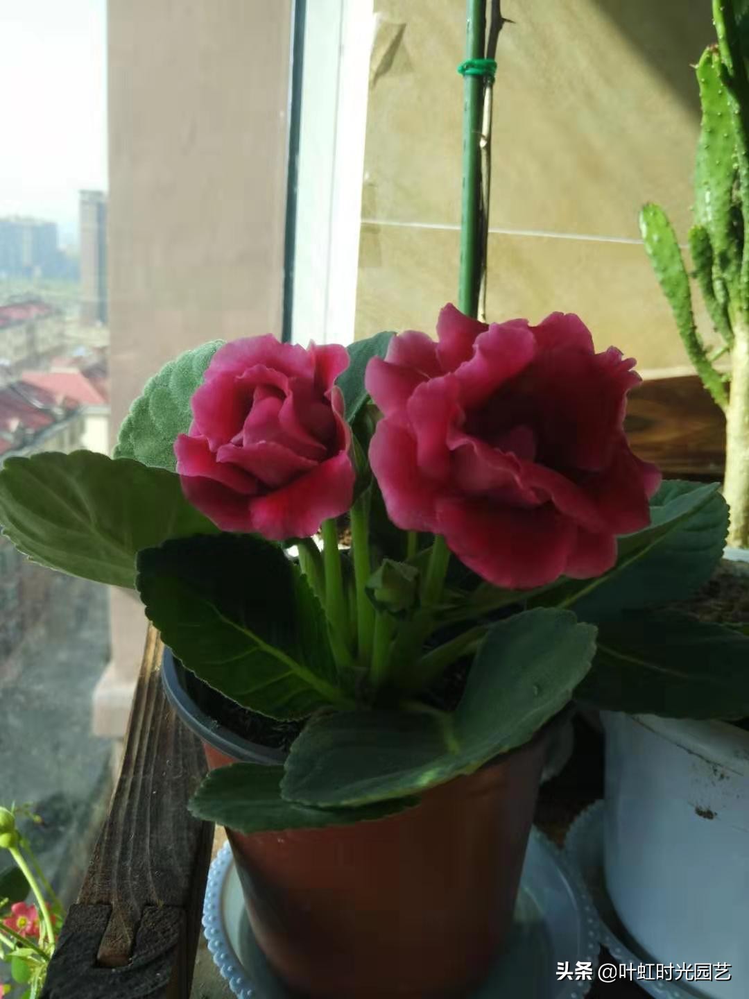 花大色艳大岩桐，冬季应该这么养